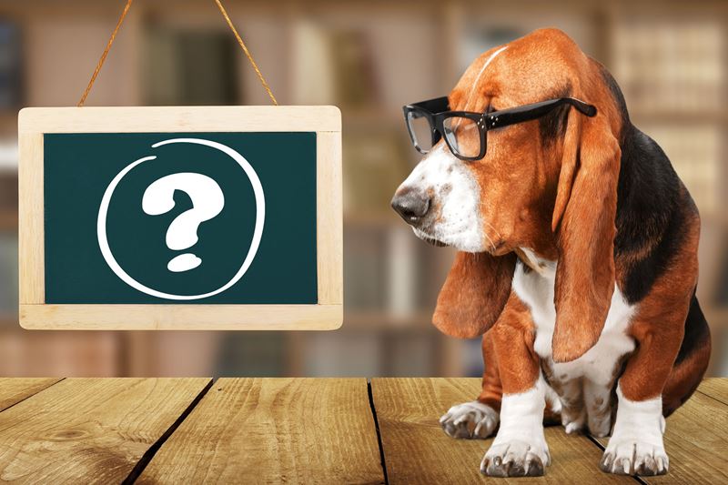 dog wearing glasses looking at a question mark drawn on a chalkboard